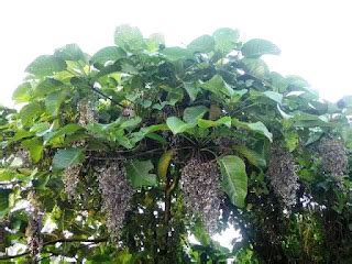 lipang kalabaw alingatong tree|Boris Private Sanctum: Alingatong (Dendrocnide .